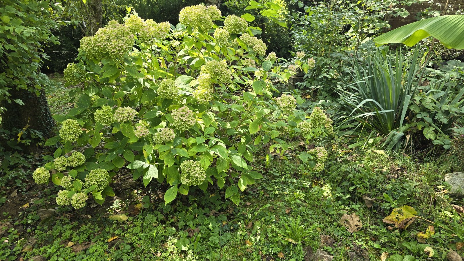 Hortensien Hortensien