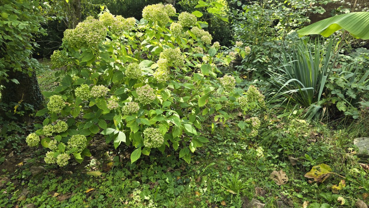 Hortensien Hortensien