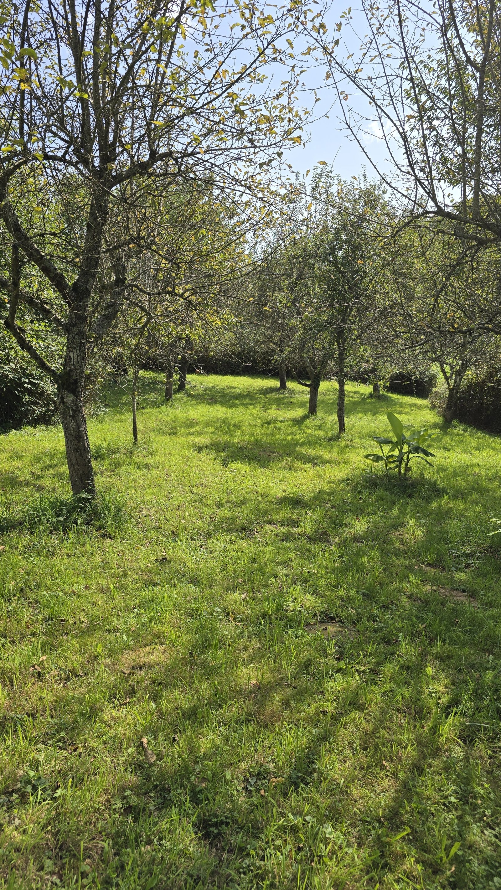 Obstbäume Obstbäume